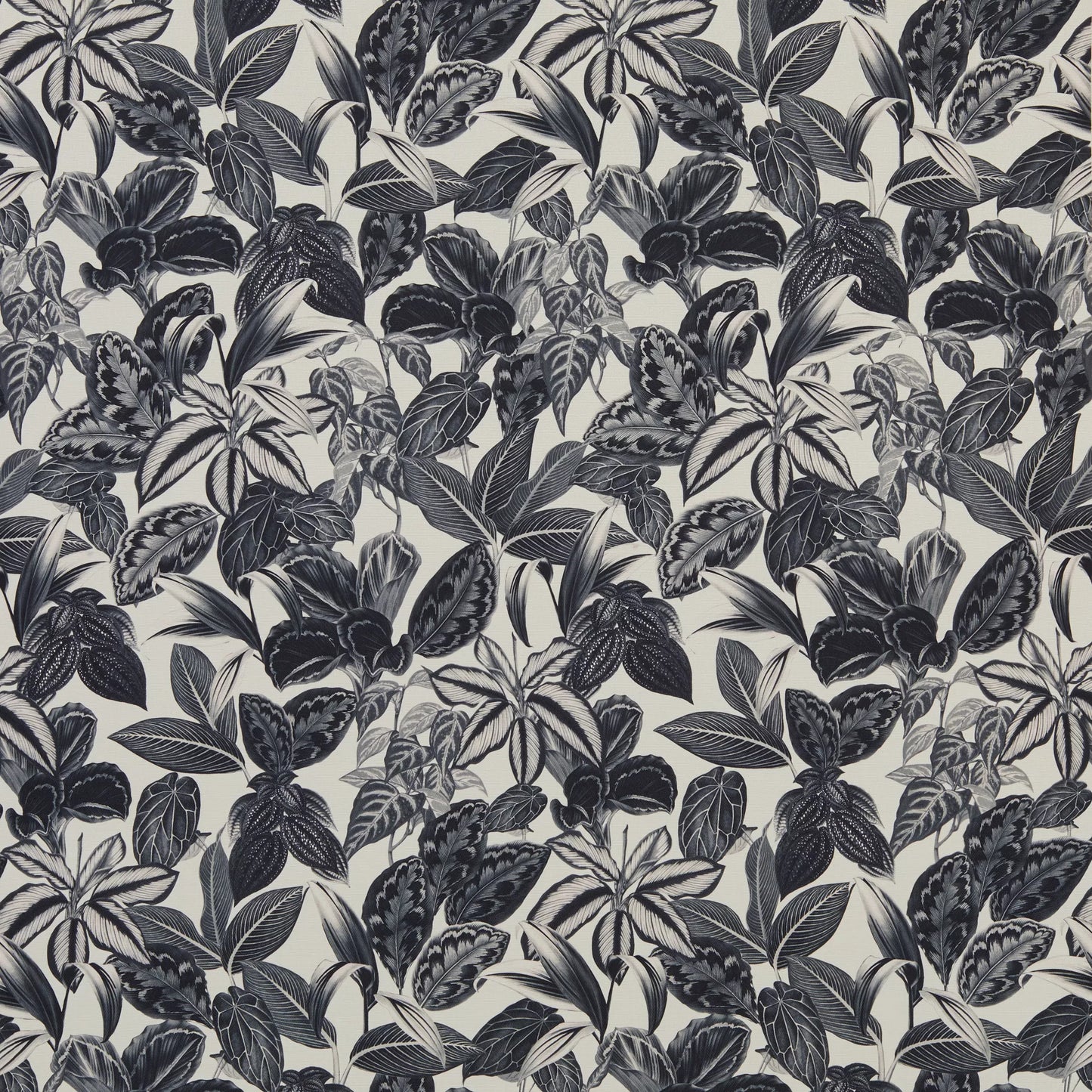 Mackenzie Charcoal by Warwick Fabrics